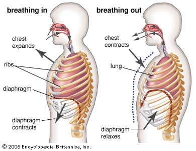 breathing-with-the-diaphragm